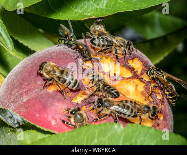 Les abeilles et les guêpes s'asseoir sur une pêche mûre mûrs sur un arbre Banque D'Images