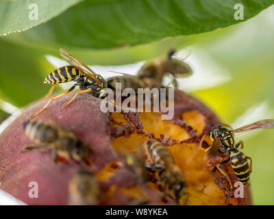 Les abeilles et les guêpes s'asseoir sur une pêche mûre mûrs sur un arbre Banque D'Images