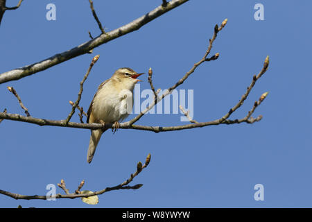 Phragmite des joncs Acrocephalus schoenobaenus, chant territorial, au printemps Banque D'Images