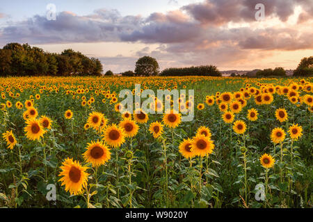 Winteringham, Nord du Lincolnshire, au Royaume-Uni. Août 11, 2019. Météo France : soirée dans un champ de tournesols en Winteringham. Le nord du Lincolnshire, au Royaume-Uni. Août 11, 2019. Credit : LEE BEEL/Alamy Live News Banque D'Images