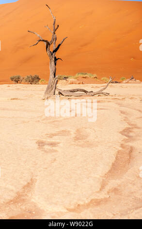 Arbres morts contre contre la toile rouge de la des immenses dunes de sable de la Namibie à l'Deadvlei Banque D'Images