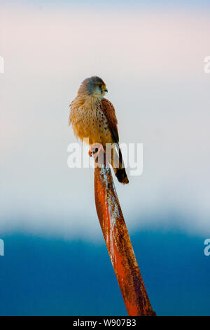 Faucon crécerelle (Falco tinnunculus) mâle adulte Banque D'Images
