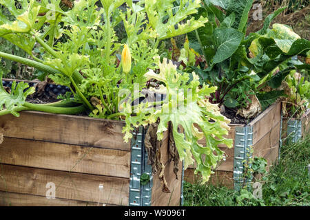 Composteurs en bois situés dans la partie ombragée du jardin, courgettes et raifort poussant à partir de l'humus courgettes poussant Banque D'Images