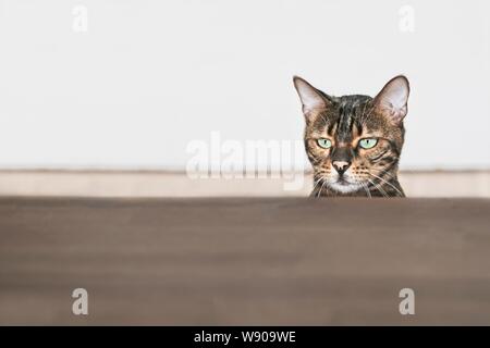 Bengal chat mignon à la curieux jusqu'à la table. Image horizontale avec copie spae. Banque D'Images