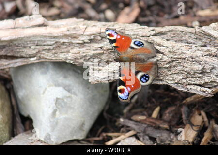 Un papillon assis sur une écorce d'arbre Banque D'Images