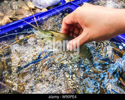 Femme part ramasser des crevettes big size (Macrobrachium rosenbergii) contenant à l'intérieur bleu et le marché est populaire d'acheter des fruits de mer pour sélectionner. Banque D'Images