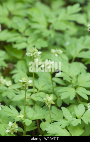 Adoxa moschatellina des fleurs au printemps, Close up shot Banque D'Images