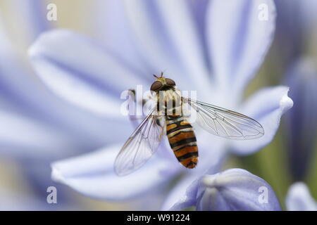 Hoverfly Marmelade - sur l'Agapanthus Flower Episyrphus balteatus Essex, UK DANS001138 Banque D'Images