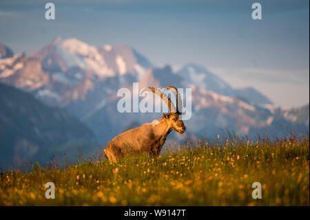 Alpen-Steinbock Prächtiger männlicher im Morgenlicht dans den Berner Alpen Banque D'Images