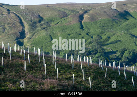 Les arbres nouvellement plantés sur les landes, dans le cadre d'un programme de restauration de l'habitat. Yorkshire Dales, au Royaume-Uni. Banque D'Images