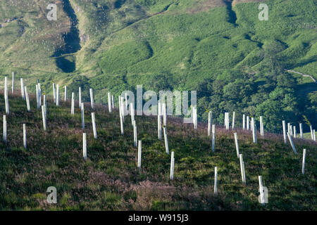 Les arbres nouvellement plantés sur les landes, dans le cadre d'un programme de restauration de l'habitat. Yorkshire Dales, au Royaume-Uni. Banque D'Images