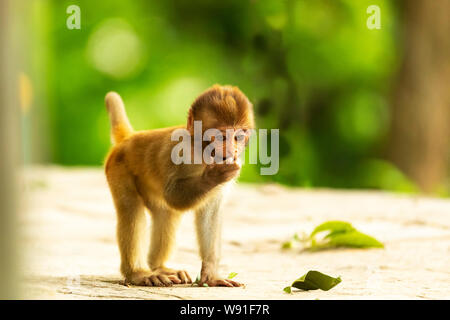 Un bébé singe macaque au Temple de Swayambhunath réglage ou de penser quelque chose. Katmandou Népal Banque D'Images