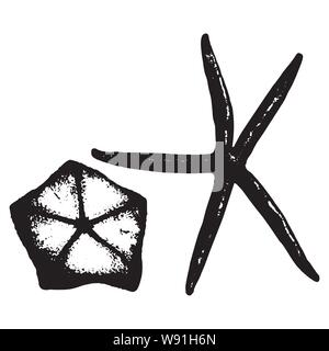 Vector illustration de deux étoiles de mer en noir et blanc Illustration de Vecteur