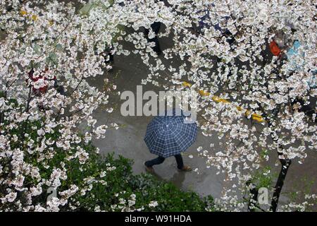 Malgré un temps pluvieux et nuageux des milliers de personnes se pressaient au campus de l'Université de Wuhan pour apprécier le Sakura, 17 mars 2013. Le cherry bloss Banque D'Images