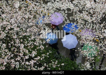 Malgré un temps pluvieux et nuageux des milliers de personnes se pressaient au campus de l'Université de Wuhan pour apprécier le Sakura, 17 mars 2013. Le cherry bloss Banque D'Images