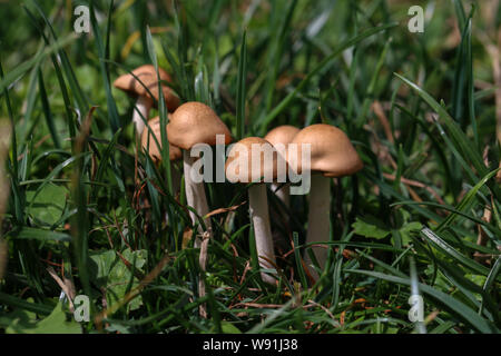 Les champignons. Petits champignons a grandi sur pelouse verte. Banque D'Images