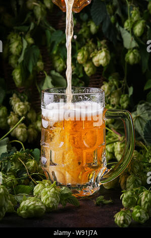 Verser la bière dans un verre. La bière légère. Mousse de la bière. Le houblon vert sur l'arrière-plan. Banque D'Images