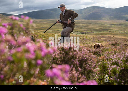 Archie Ward, avec Milo le chien, membre d'une partie de tir sur les maures à l'Estate dans Glen Clova Rottal, près de Kirriemuir, Angus, sur le glorieux douzième, le début de la saison de tir des tétras. Banque D'Images