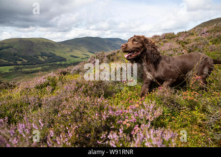 Milo le chien, avec une partie de tir sur les maures à l'Estate dans Glen Clova Rottal, près de Kirriemuir, Angus, sur le glorieux douzième, le début de la saison de tir des tétras. Banque D'Images