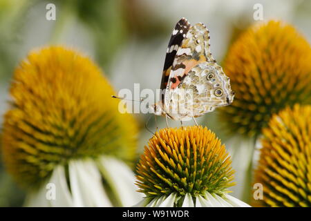 Papillon belle dame - se nourrissant de fleur d'échinacée Venessa cardui,Essex UK EN001279 Banque D'Images