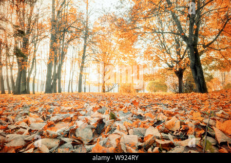 Paysage d'automne - arbres jaunies et feuilles mortes dans l'allée du parc de la ville sous le soleil de la soirée. Filtre de diffusion et des tons vintage appliqué Banque D'Images