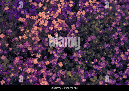 Aubrieta deltoidea ou Aubretia rose fleurs fond violet et libre. Vue d'en haut. Soft focus nature texture. Copier l'espace. Bouquets de printemps location Banque D'Images