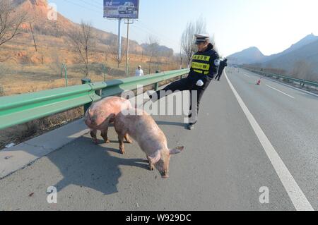 Un agent de police tente d'empêcher les porcs échappés de courir loin sur une voie rapide à Lanzhou, province de Gansu, Chine du 13 décembre 2013. Les porcs dis Banque D'Images