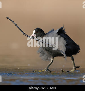 Foulque noire / Foulque macroule (Fulica atra ) marche sur la glace, transportant le matériel du nid, Bâton long, a l'air drôle, la faune, l'Europe. Banque D'Images