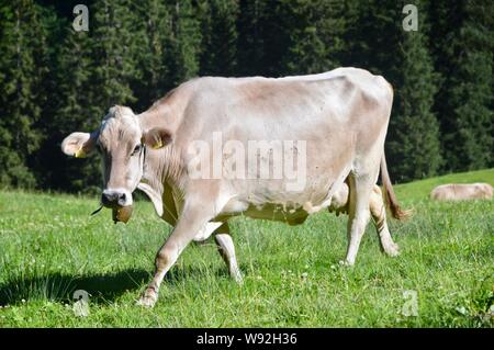 Brown Swiss cow avec bell marcher sur le pré Banque D'Images