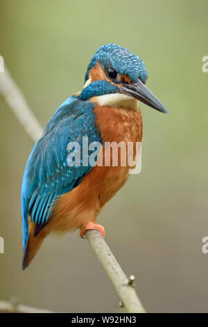 Kingfisher eurasien Alcedo atthis Optimize ( / ), homme oiseau, perché sur une branche d'un arbre, frais vert de printemps, couleurs, de la faune, vernal l'Europe. Banque D'Images