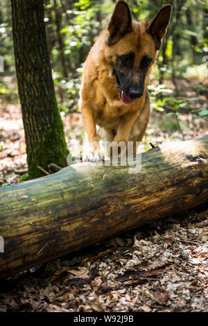 Berger Allemand Sautant arbre tombé en forêt, Flou d'action. Banque D'Images