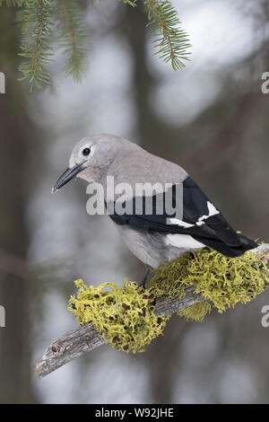 Le casse-noix / Kiefernhäher ( Nucifraga columbiana ) en hiver, au naturel, belle vue arrière, le Parc National de Yellowstone, Wyoming, Banque D'Images