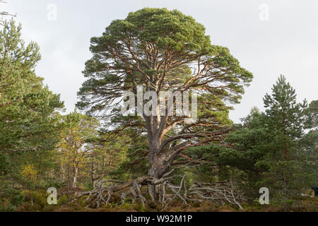 Le pin sylvestre (Pinus sylvestris) Parc National de Cairngorms, Highlands, en Écosse. Octobre 2017 Banque D'Images