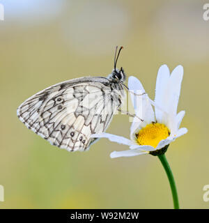 Marbré de Blanc / Schachbrettfalter ( Melanargia galathea ), homme, reposant sur une fleur en fleur (oxeye daisy), de la faune, de l'Europe. Banque D'Images