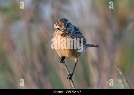 European Stonechat Schwarzkehlchen Saxicola torquata ( / ), femme, avec les proies (vers blancs) à bec, regardant directement vers l'appareil photo, a l'air drôle, de la faune Banque D'Images