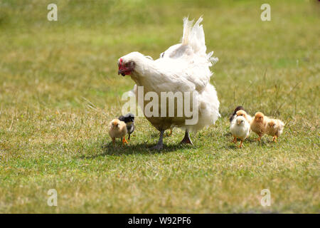 La mère poule blanche avec mignon nouveau né chicks Banque D'Images