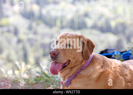 Portrait mignon chien labrador Canon Eos 5Ds 50,6 mégapixels fine art dans des impressions de haute qualité Banque D'Images
