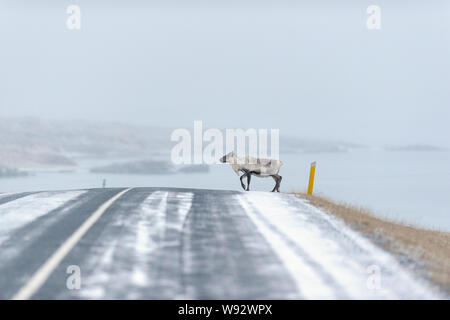 Le renne (Rangifer tarandus). Le sud-est de l'Islande. Décembre 2018 Banque D'Images