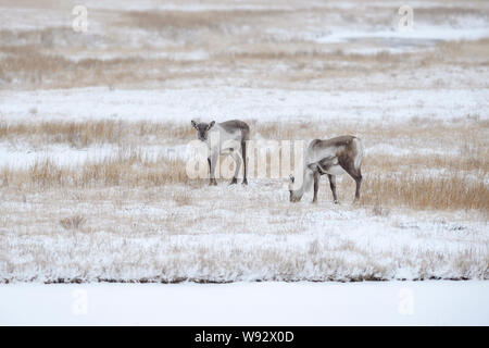 Le renne (Rangifer tarandus). Le sud-est de l'Islande. Décembre 2018 Banque D'Images