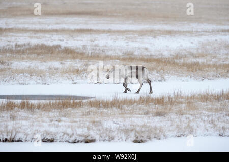 Le renne (Rangifer tarandus). Le sud-est de l'Islande. Décembre 2018 Banque D'Images