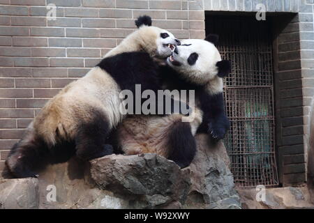 Panda géant twins Chengda Chengxiao et jouer ensemble au Zoo de Hangzhou à Hangzhou, province de Zhejiang, Chine de l'Est 26 novembre 2013. Banque D'Images