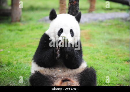 Un panda géant mange des boulettes de riz pour le Duanwu Festival à un parc à Jinan, Chine de l'est la province de Shandong, 10 juin 2013. Banque D'Images