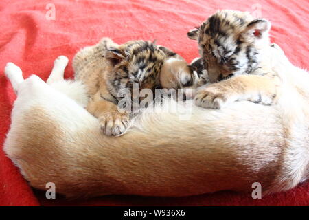 Chien Xiaowang mère allaite son bébé et deux tigres de Sibérie à Hangzhou Safari Park dans la ville de Hangzhou, province de Zhejiang, Chine de l'Est, 22 déc. Banque D'Images