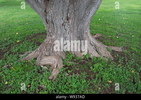 Tronc d'arbre dans un parc public de Alpine, Texas Banque D'Images