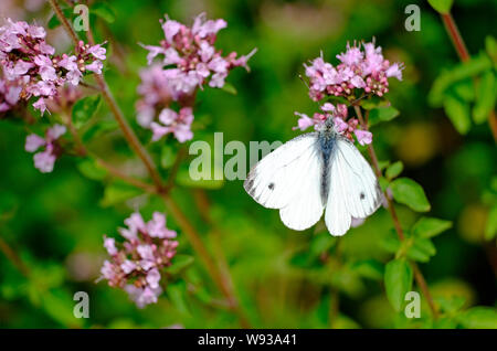 Papillon blanc du chou dans un jardin d'été, North Norfolk, Angleterre Banque D'Images