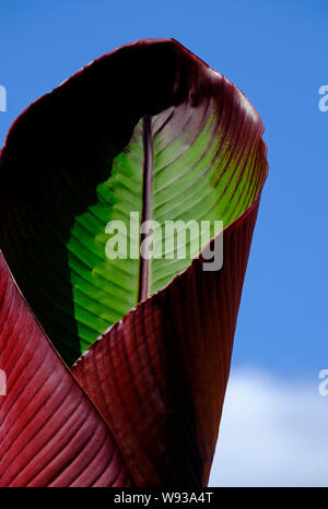 Des feuilles de banane rouge avec fond de ciel bleu, Norfolk, Angleterre Banque D'Images