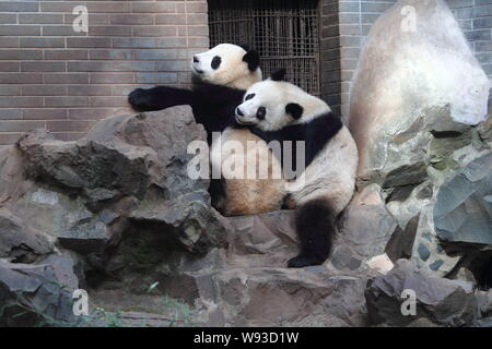 Panda géant twins Chengda et Chengxiao sont illustrés à la Zoo de Hangzhou à Hangzhou, province de Zhejiang, Chine de l'Est 26 novembre 2013. Banque D'Images
