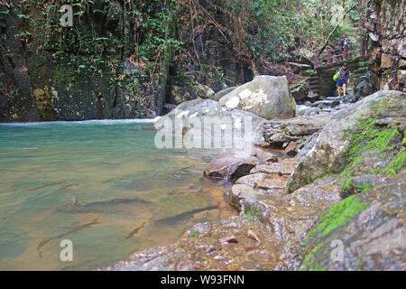 Barb Poisson dans Mahseer Parc National de Namtok Phlio Chanthaburi, Cascade , Thaïlande Banque D'Images