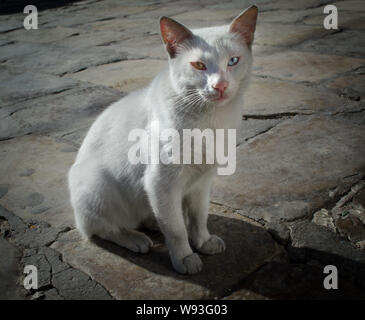 Stray Cat blanc avec différentes couleur des yeux. Banque D'Images