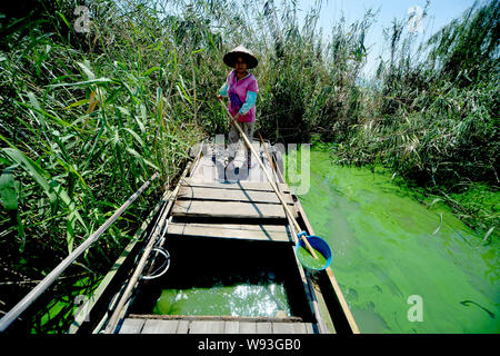 Un travailleur chinois efface les algues bleu-vert sur un bateau dans l'eau verte du Lac Taihu à Changzhou city, province de Jiangsu, Chine de l'est 17 août 2013. Banque D'Images